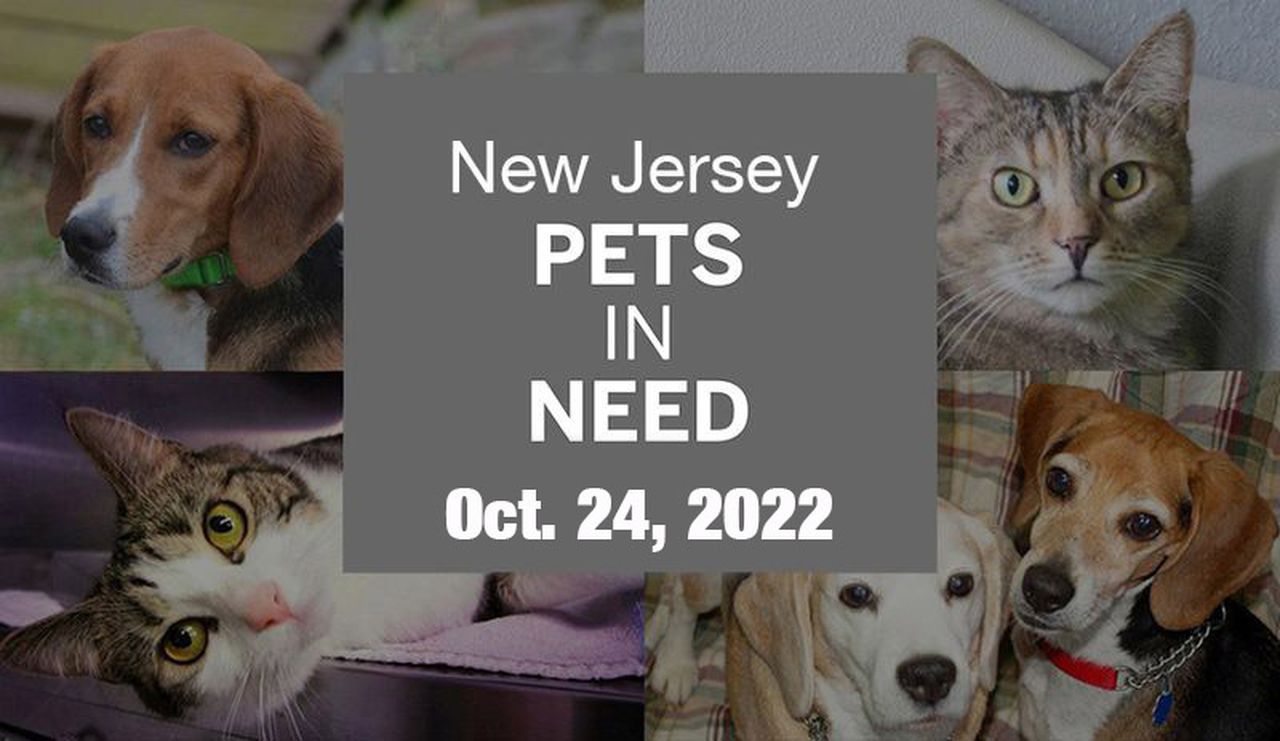 N.J. pets in need: Oct. 24, 2022 – NJ.com