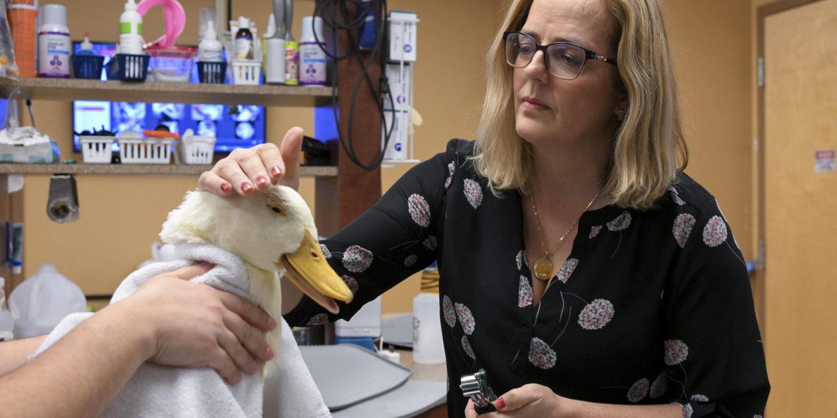 All of the pandemic pets are overwhelming veterinarians: ‘How a lot increased can this spiral earlier than one thing offers right here?’