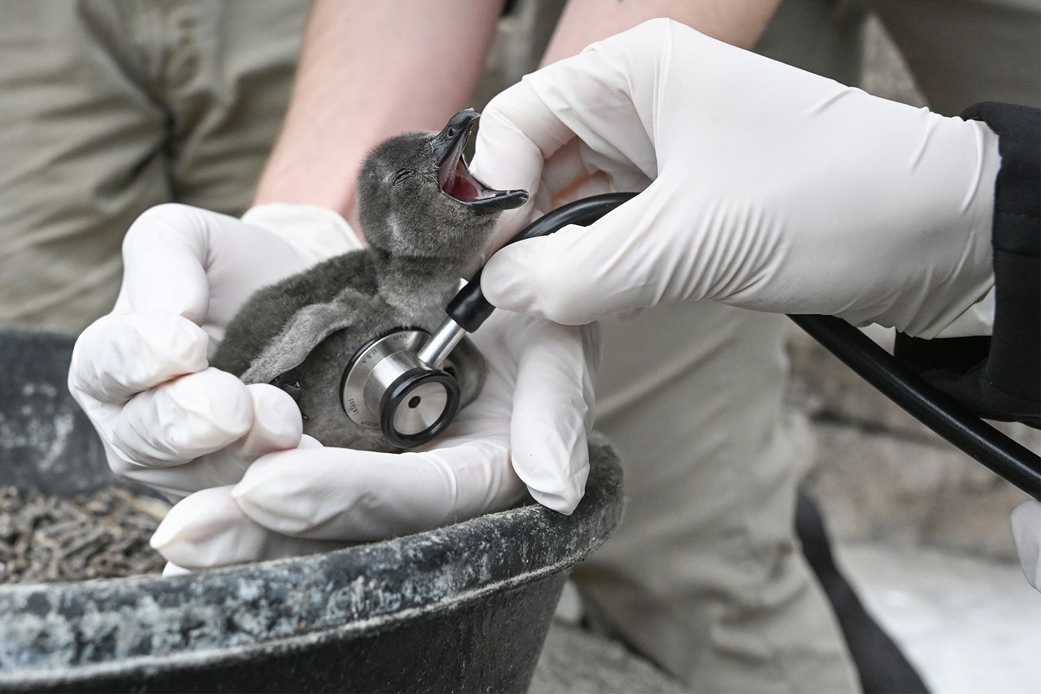 Child African Penguin Chick Hatches Forward of African Penguin Day