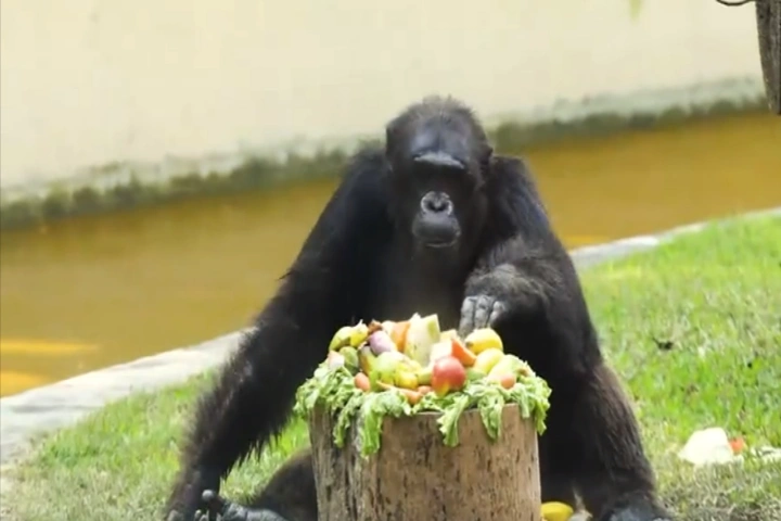 Kolkata zoo’s star chimpanzee Babu celebrates thirty fourth birthday in model