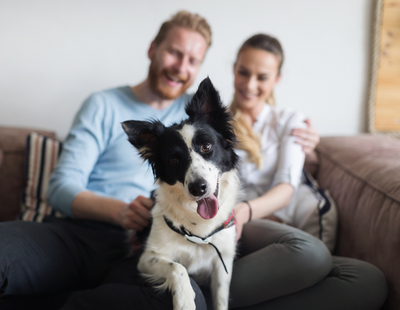 Tenants with Pets – safety for landlords key to p…