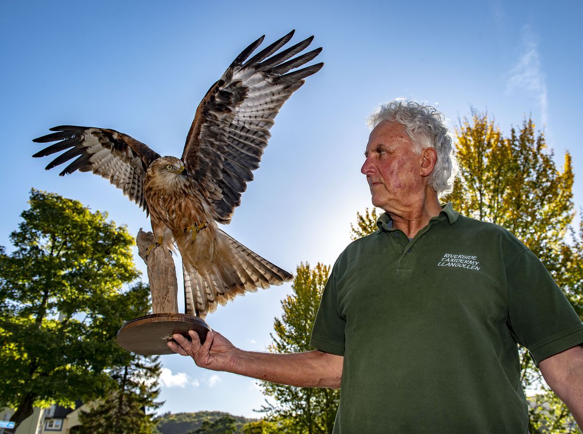 Magnificent red kite is talking point of couple’s new Shropshire home