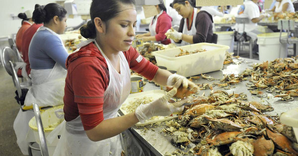 Jap Shore crab processors welcome new international employee visas however say they want ‘long-term repair to outlive’ – Baltimore Solar