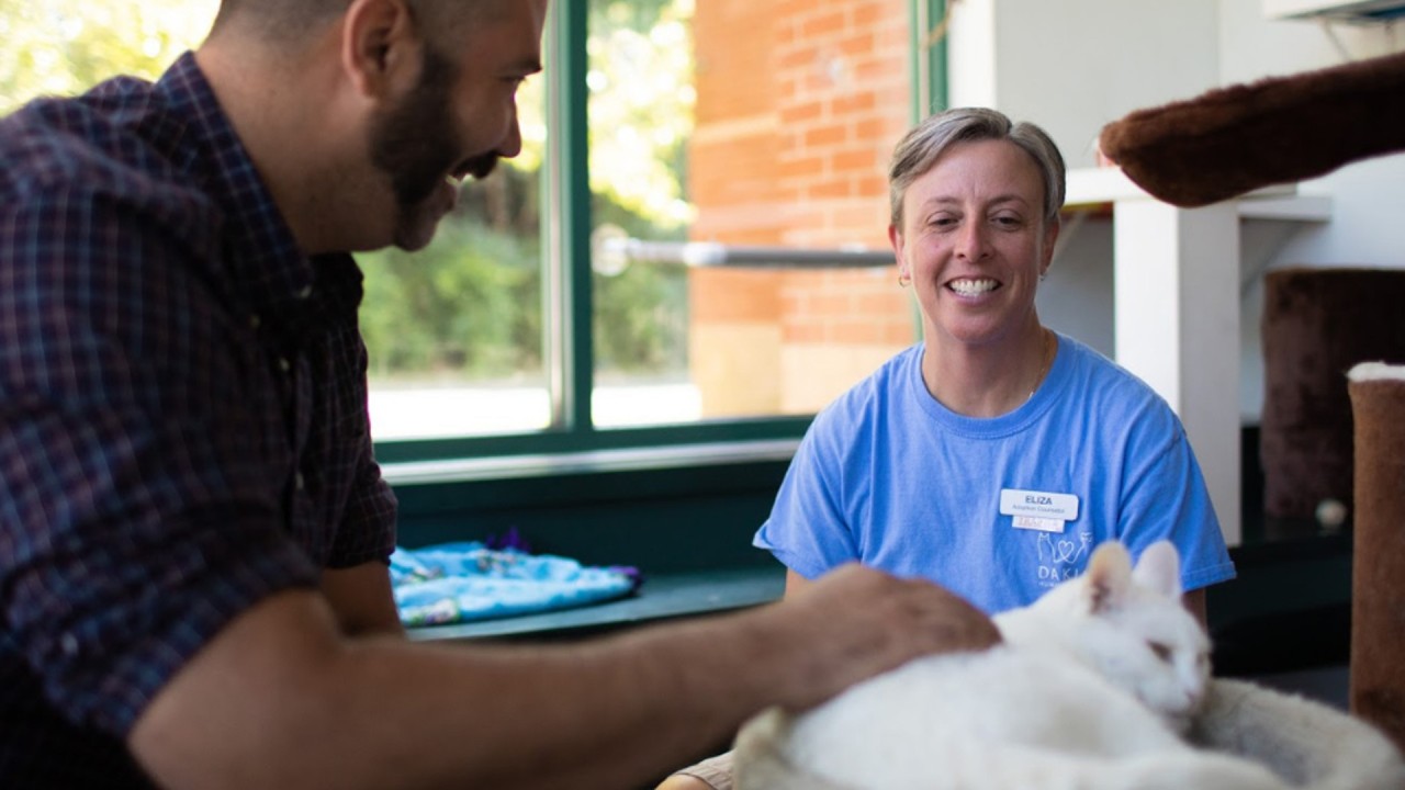 Dakin Humane Society walk-in adoption occasion “Subaru Loves Pets”