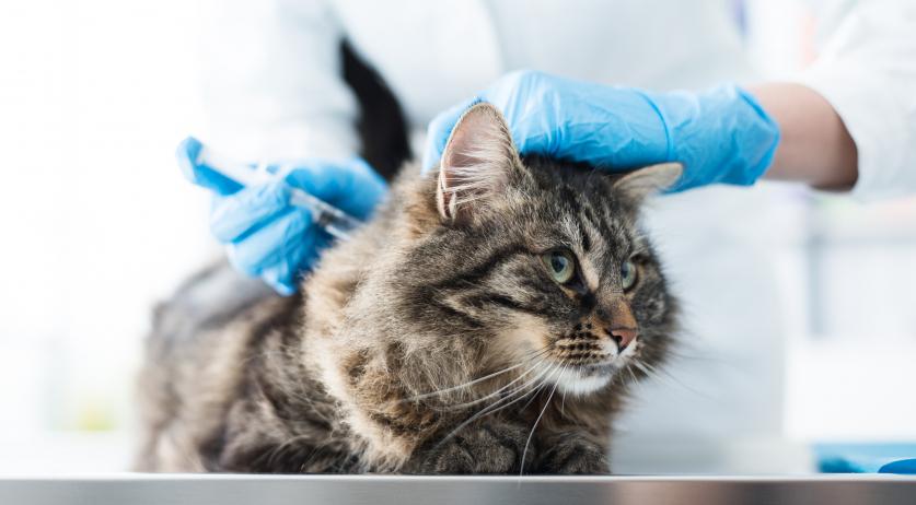 Six arrested for scamming people with cat coronavirus treatment