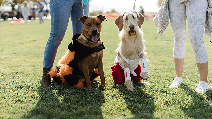 Canine costume contests and extra at Dawn Canine Carnival