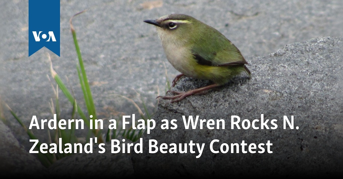 Ardern in a Flap as Wren Rocks N. Zealand’s Chook Magnificence Contest