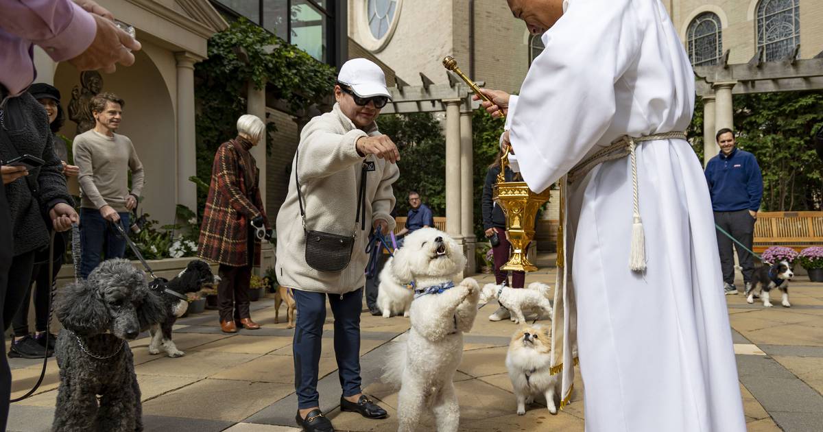 Chicago pets blessed forward of the Feast Day of St. Francis of Assisi – Chicago Tribune