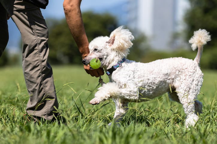 Foothills Animal Shelter curbs pet surrenders with Higher Collectively program