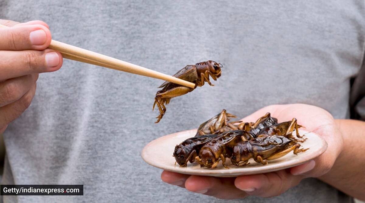 Singapore mulls insects for human consumption