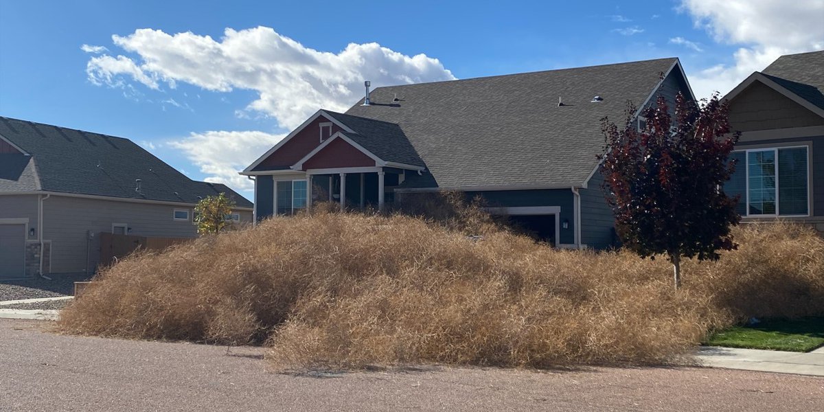 Tumbleweeds swallowing house south of Colorado Springs