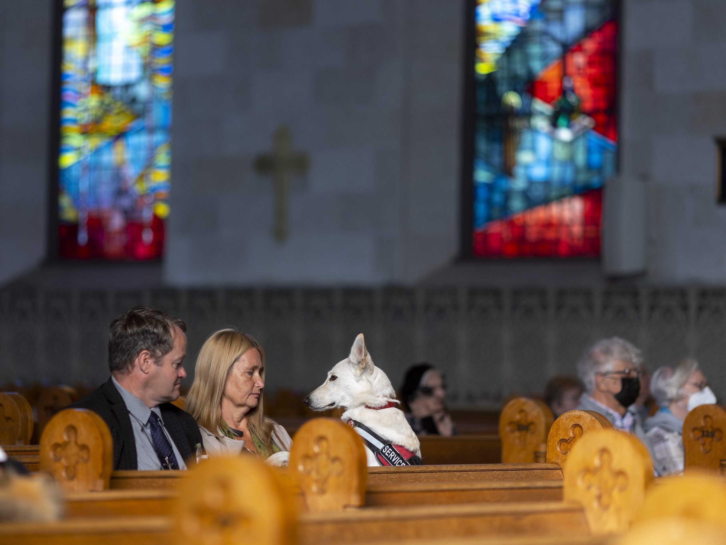 PHOTOS: Pets get blessed at London's St. Paul's Cathedral – The London Free Press