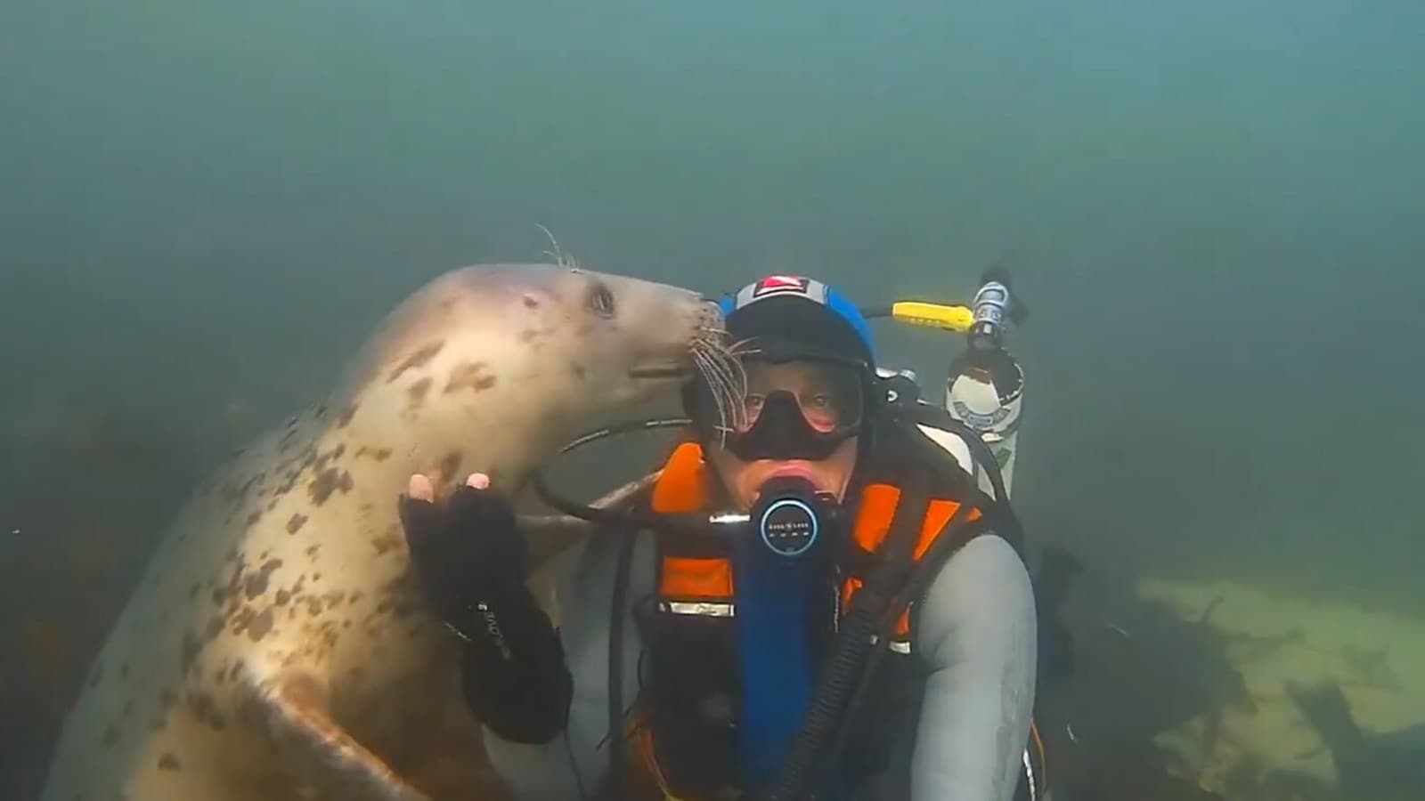 Man performs and pets a seal underwater. Watch healthful video | Trending