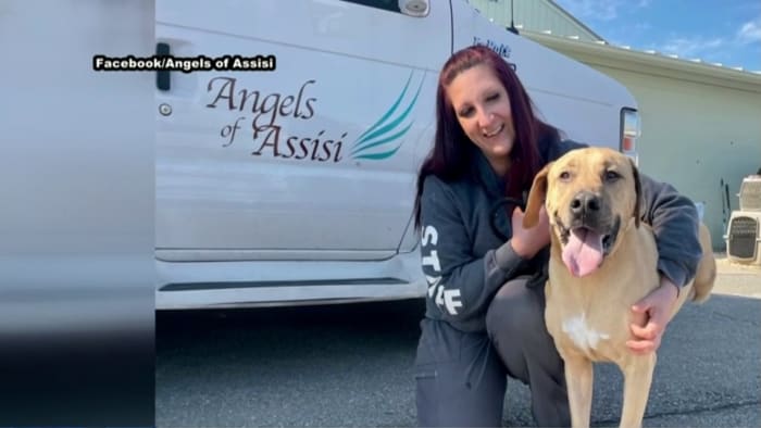 Angels of Assisi, Blue Ridge Winery host pet adoption occasion