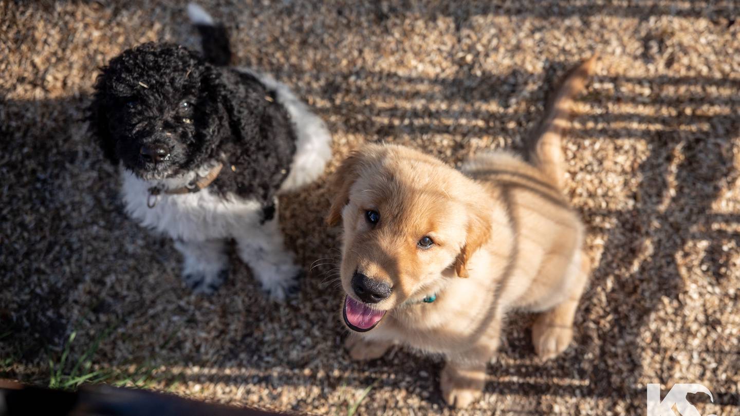 K9s For Warriors are looking for puppy raisers to give these pets to veterans – Action News Jax