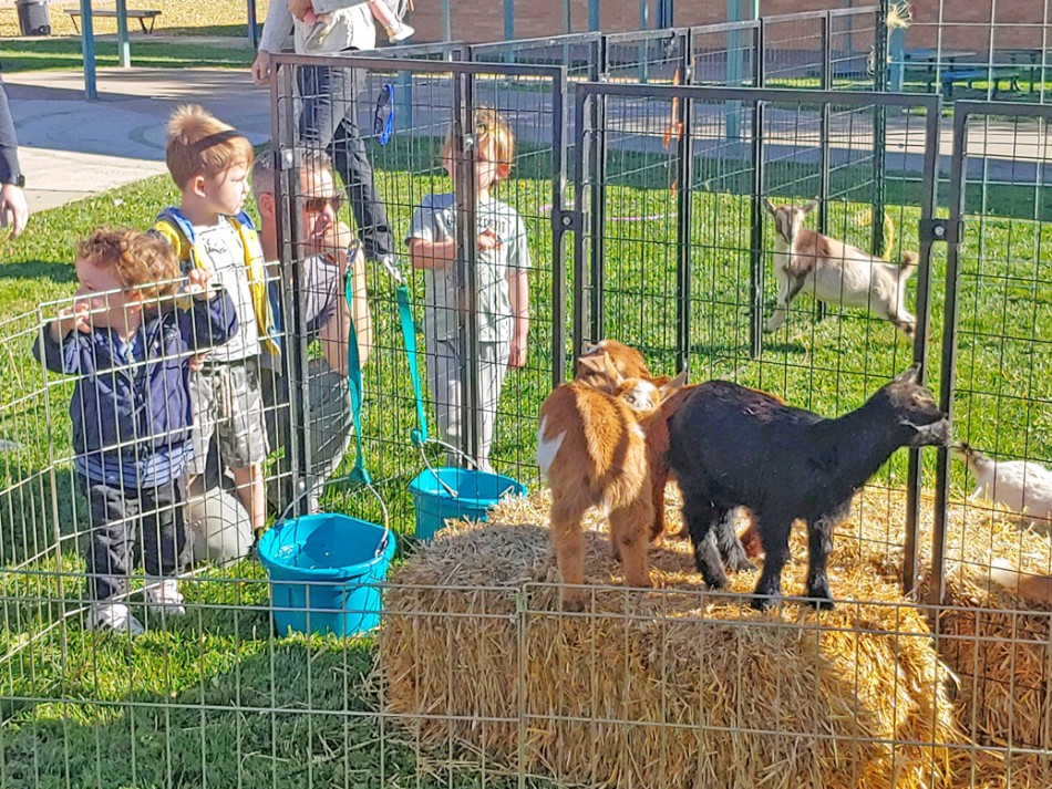 Scenes From Carnival At Pinon Elementary Faculty