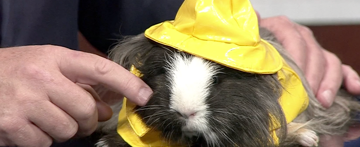 Pet Friends: These guinea pigs make nice pets, in costume or not