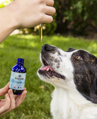 Earth Buddy Examine: Full-Spectrum CBD Efficient at Calming Pets