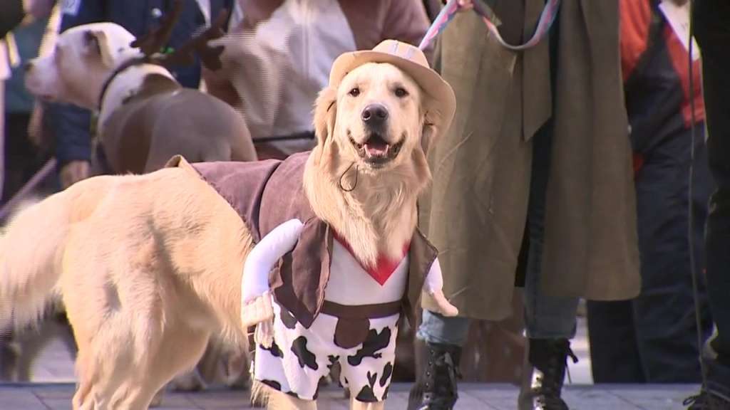 Dog Tricks and Treats: pets compete in Boston for the best Halloween costume – Boston News, Weather, Sports