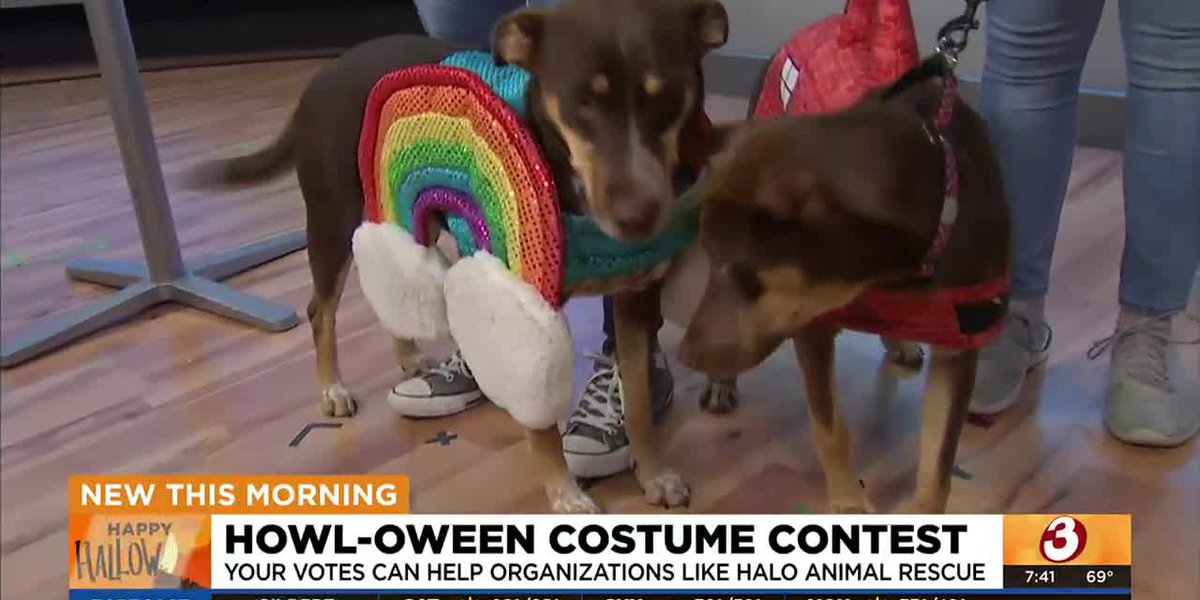 Vote for Halo Animal Rescue pets in nationwide HOWL-oween contest