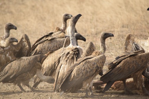 Research reveals vultures have an urge for food for long-distance journey