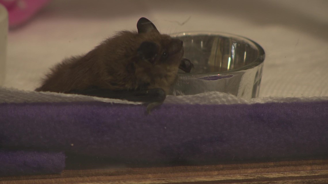 Annual bat competition showcases significance to Kentucky's envoronment – WHAS11.com