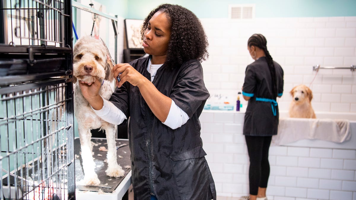 Dogwood Grooming Spa offers high quality grooming for Knoxville pets