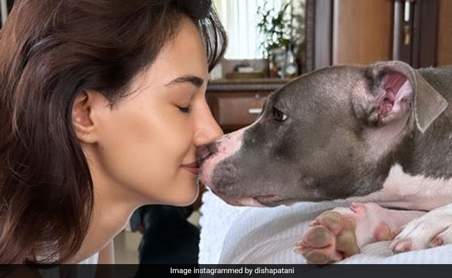 Disha Patani’s “Random” Pics With Pets Are Too Cute To Miss