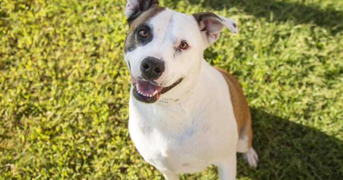 Adoptable pets from Arizona Humane, Maricopa County and Arizona Small Canine Rescue (10/12/22)