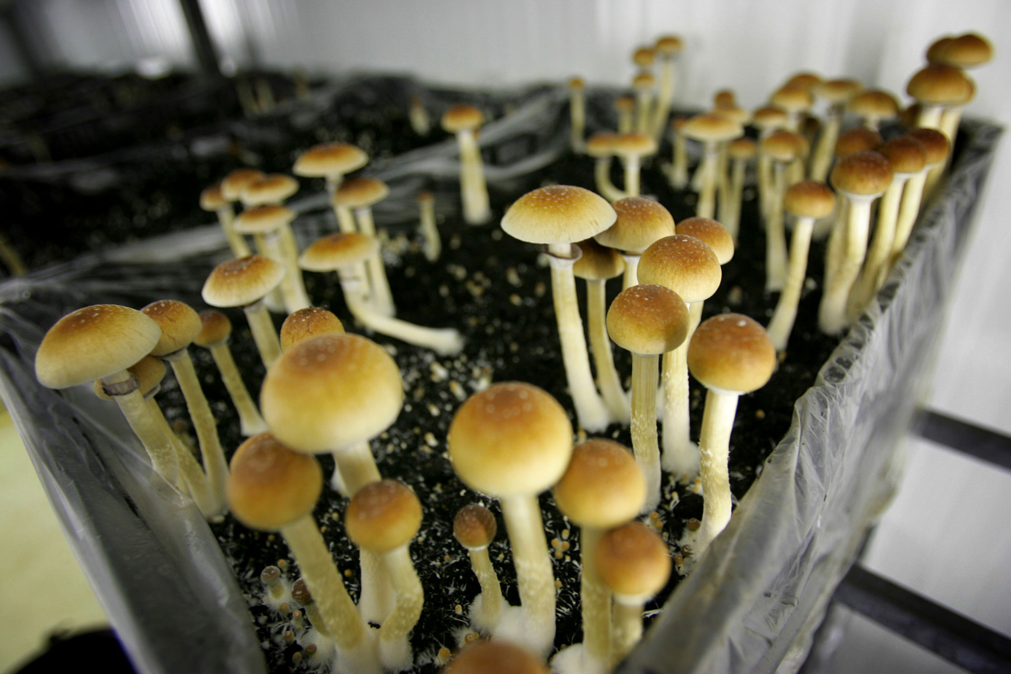 Public officers signal on to effort opposing decriminalization of psilocybin