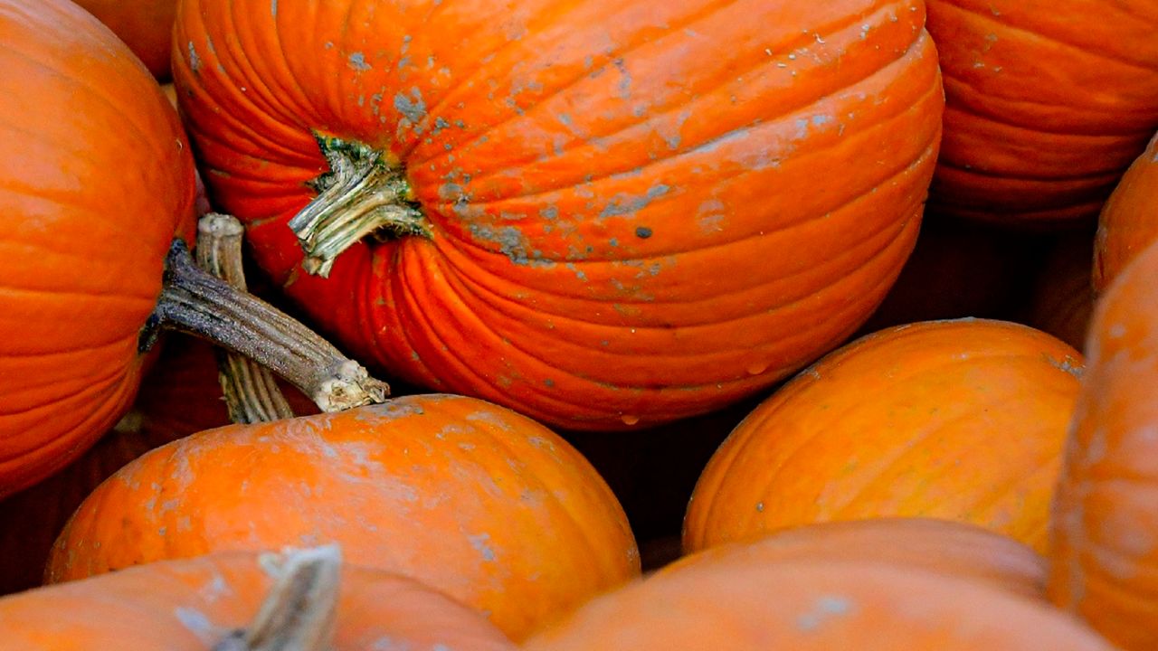 What to anticipate at Fort Price’s Boo on the Zoo occasion