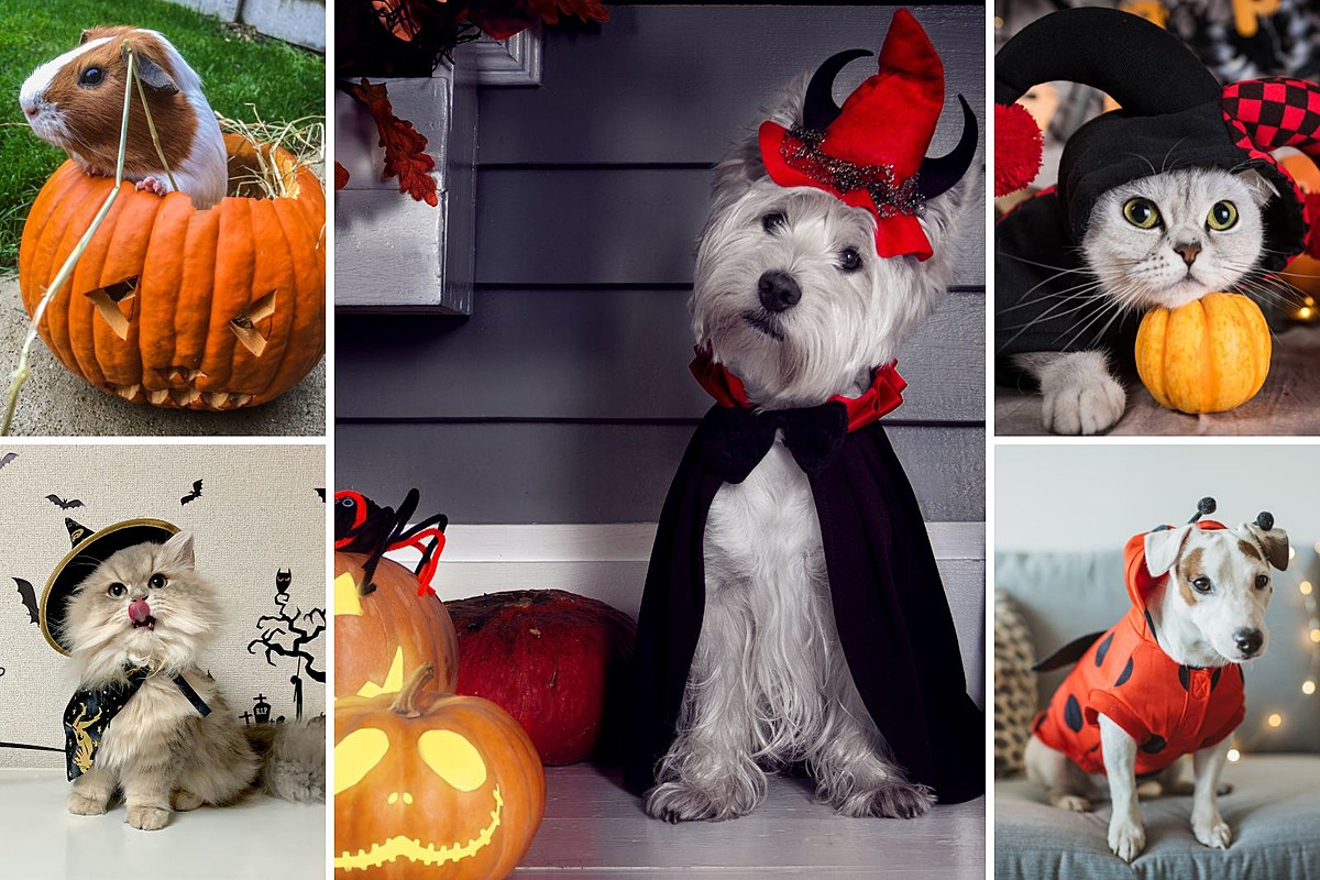 Submit a Picture of Your Pets in Halloween Costumes