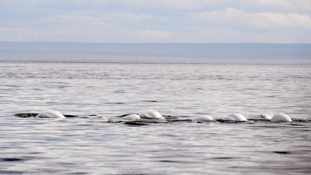 Retirement residence in N.S. for captive whales going through delays: paperwork