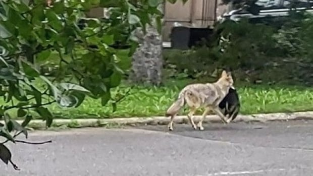 Coyote trapping to begin Friday after pet killings