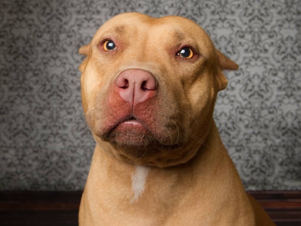 ‘Pit bulls are usually not the issue’: Counterpetition launched as homeowners struggle to maintain pets