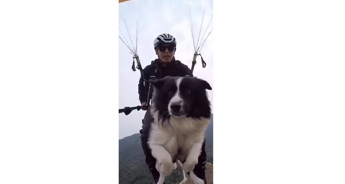 Proprietor enjoys paragliding with pet canine; ‘outrages’ netizens