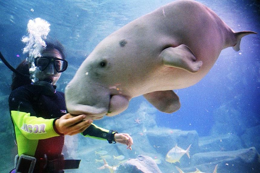 Ubin, Tekong waters stay sizzling spot for endangered dugongs regardless of transport site visitors: Research