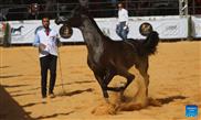 Beauty contest for Arabian purebred horses in Hebron