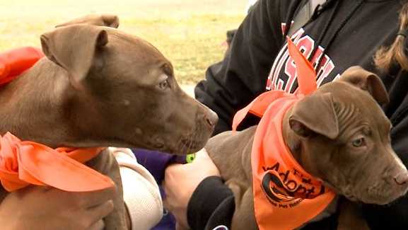 Pet adoption group hosts Halloween themed occasion in Maples Park to boost funds for rescues