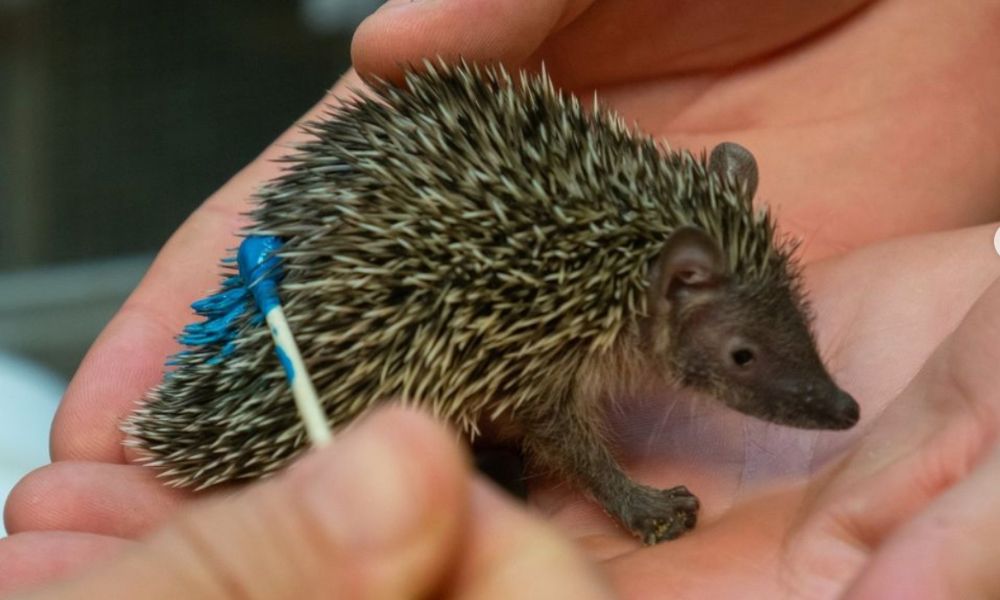 Seven Child Hedgehogs Have Arrived at Disney’s Animal Kingdom Theme Park