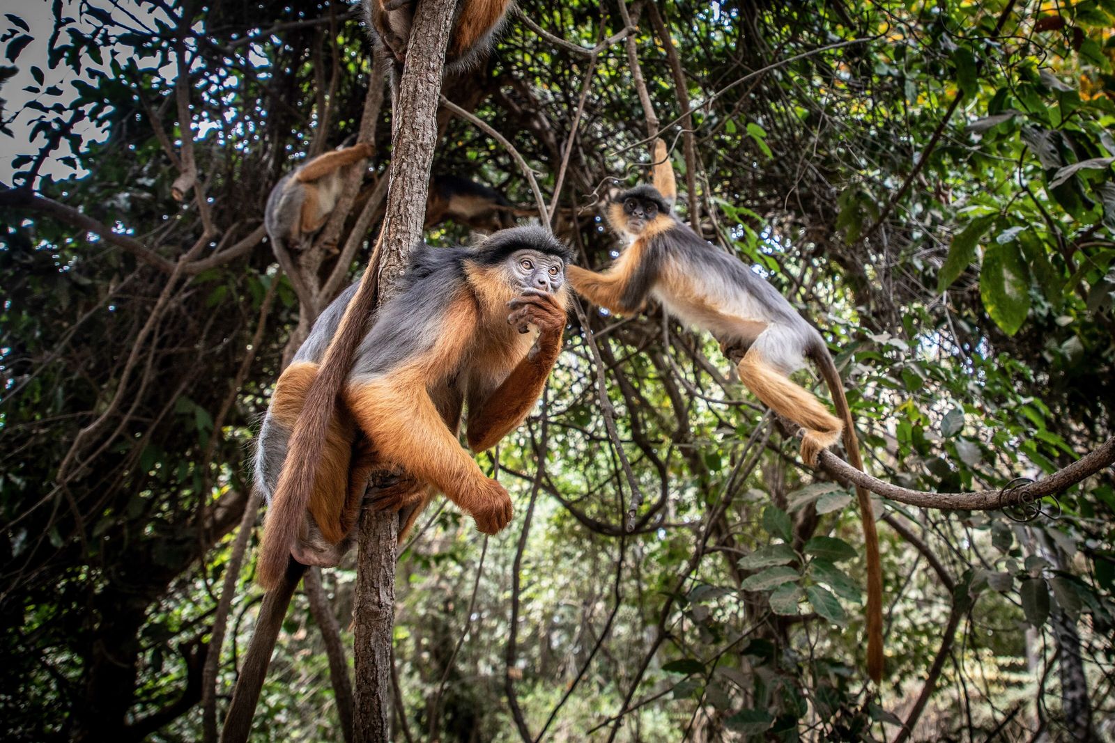 How I acquired the shot: Jason Florio on The Gambia’s elusive wildlife