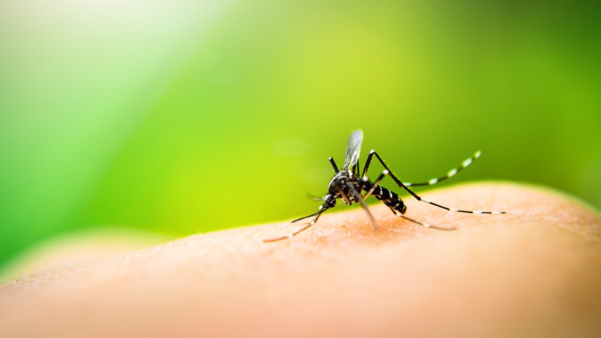 Are you a mosquito magnet? It might be the odor of your pores and skin