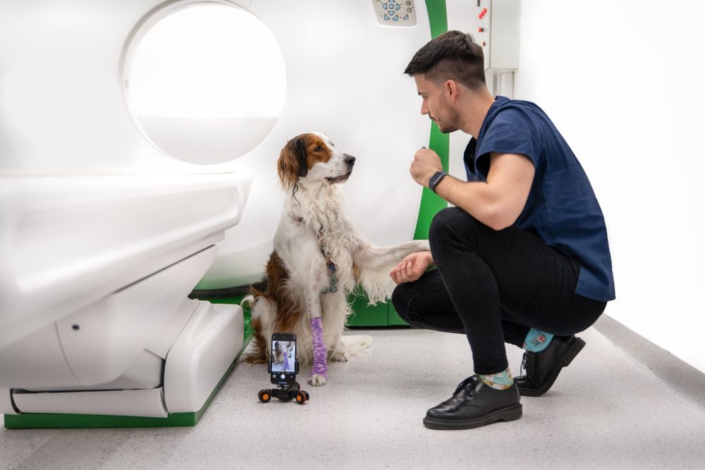 Paw-fect! Kraków agency revolutionise canine pet care with 4D printed orthoses – The First Information