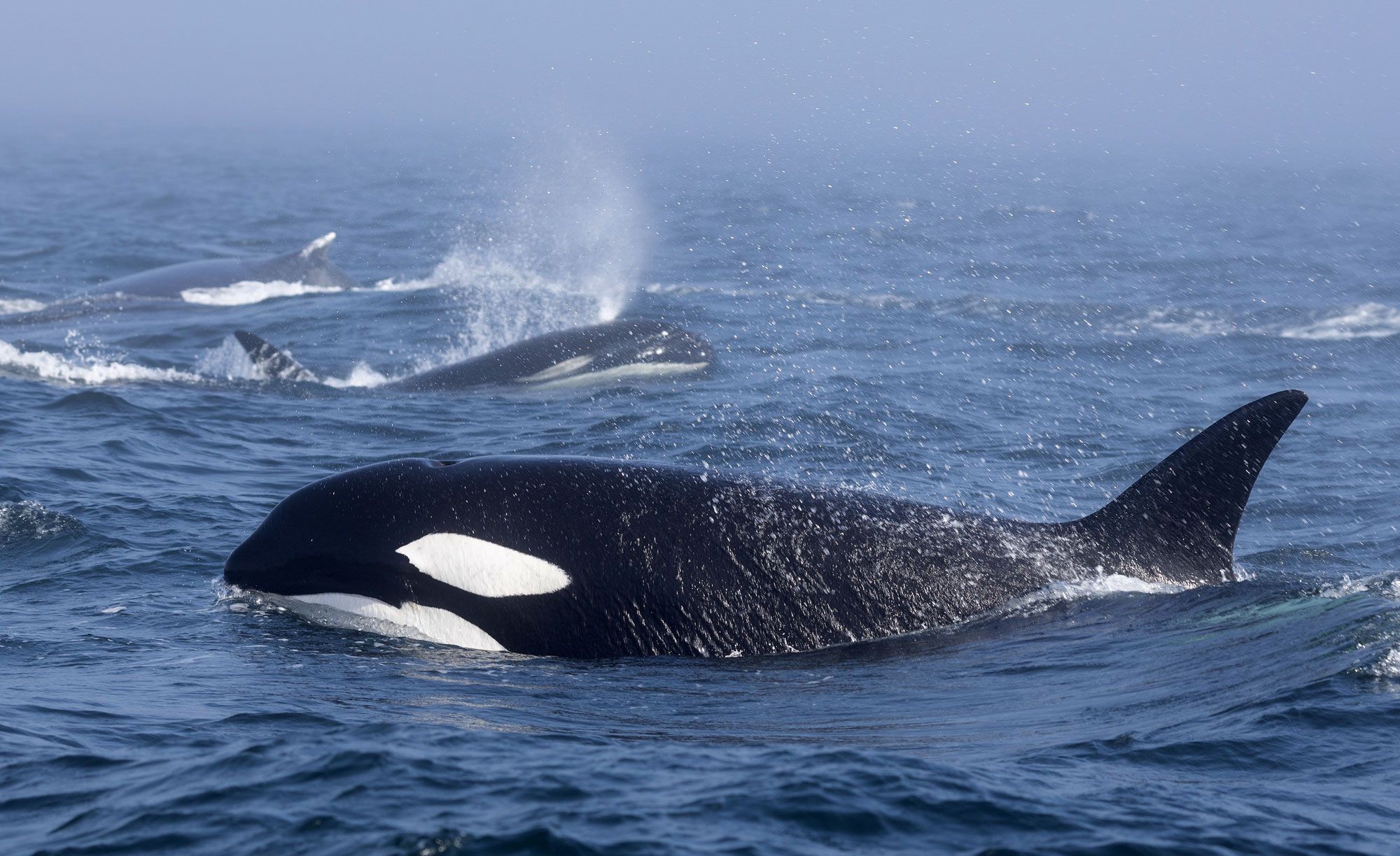 15 Orca Whales, 2 Humpback Whales Noticed Combating in Pacific Ocean