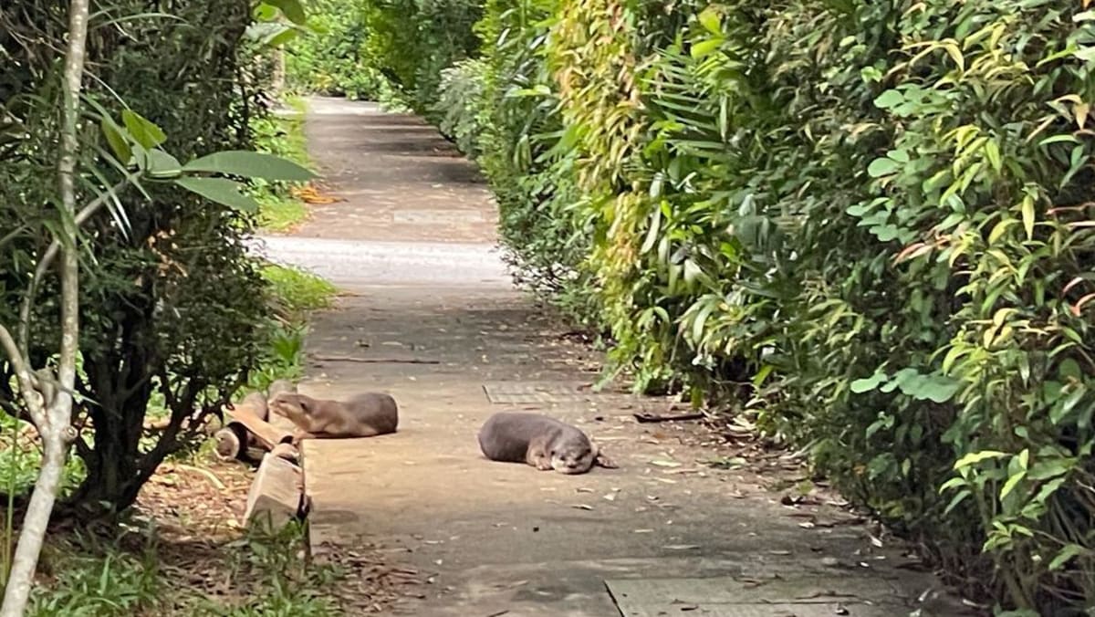 Relocation of otters from Seletar was ‘final resort’ given the presence of pups and placement of burrow: Specialists