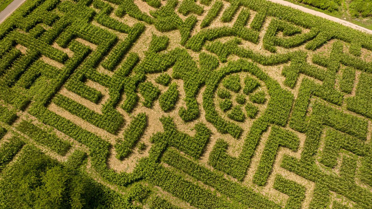 Queens’ superb maize maze