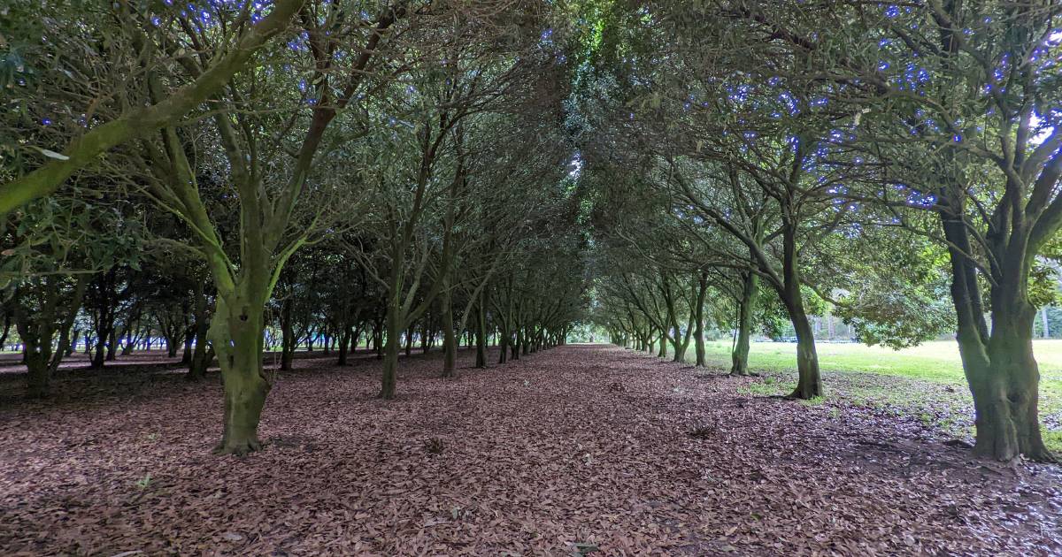 Properties of the Hunter | It's a cracking way of life on Medowie macadamia farm | Pictures – Newcastle Herald