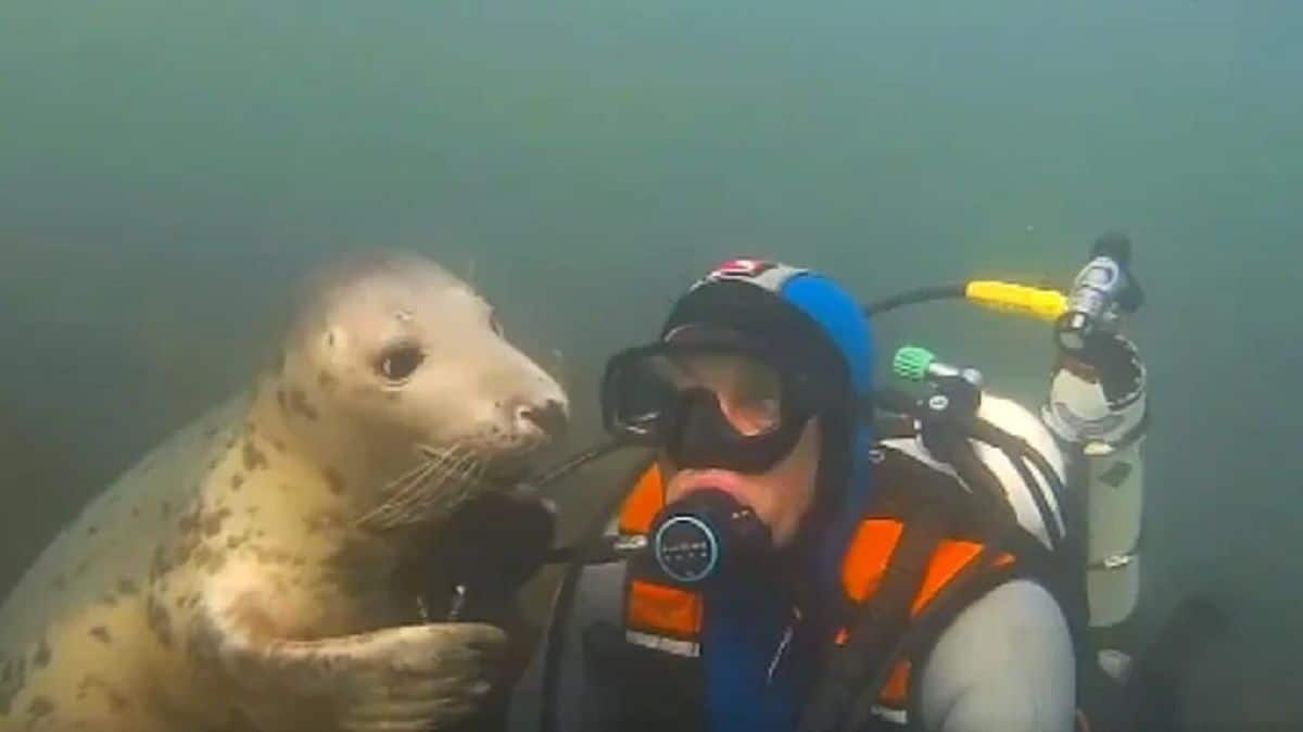 Scuba Diver Befriends Lovely Seal Underwater, Pets Him Like A Canine. Watch