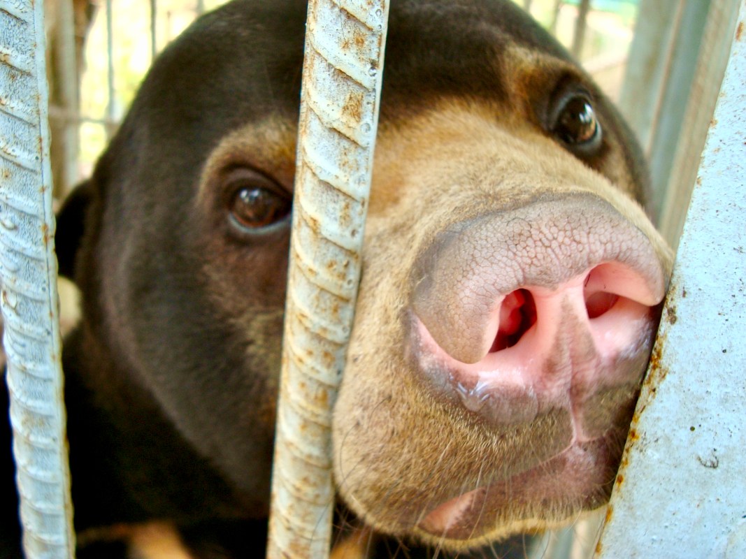 New Petitions to Signal This Week: Ask Vietnam’s Authorities to Expedite the Shutdown of Bear Bile Farms, Stress Romania’s Prime Minister to Ban Fur Farming, Demand Justice for Kitten Who Was Thrown right into a Fireplace Pit, and Extra!