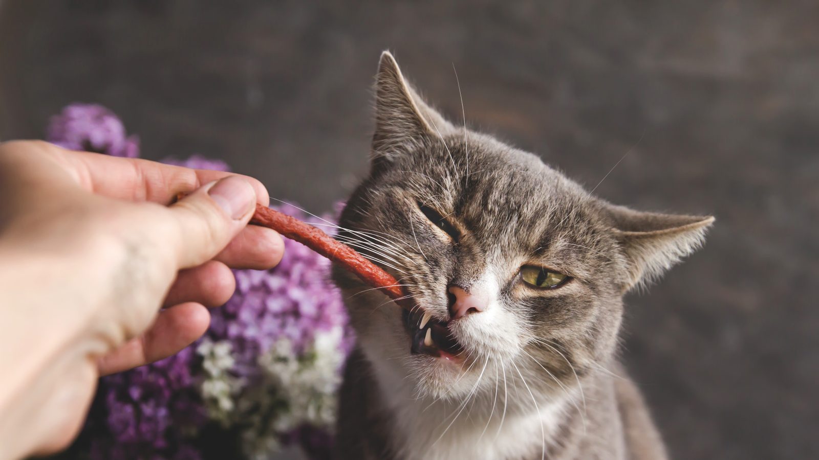 DIY Diwali Treats For Your Pets